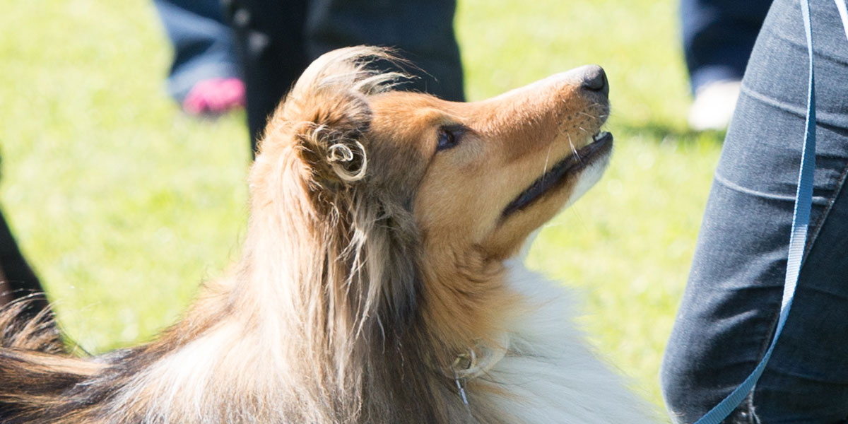 Dog waits obediently